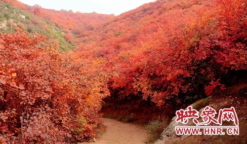 2019中国汝州第二届红叶旅游文化节即将开幕
