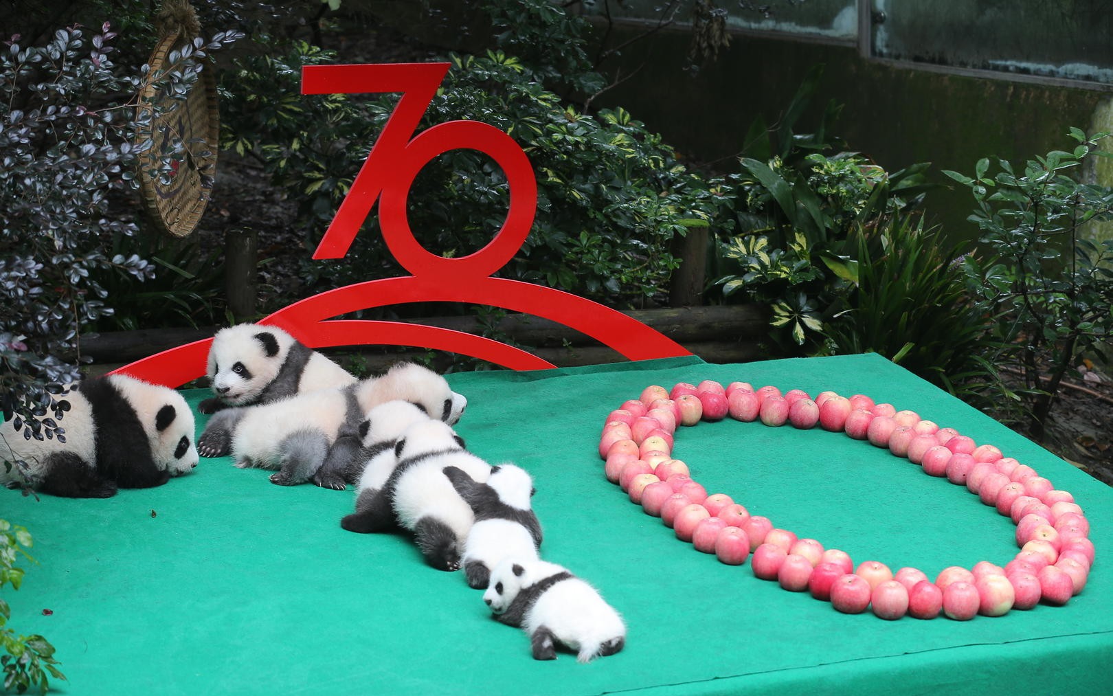 2023年熊猫中心首只熊猫宝宝在卧龙神树坪基地出生_鑫鑫_圈养_繁育