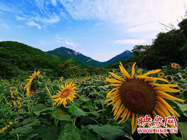 驻马店驿城区庙乡三架山:植物园向日葵盛开 金色花海惹人醉