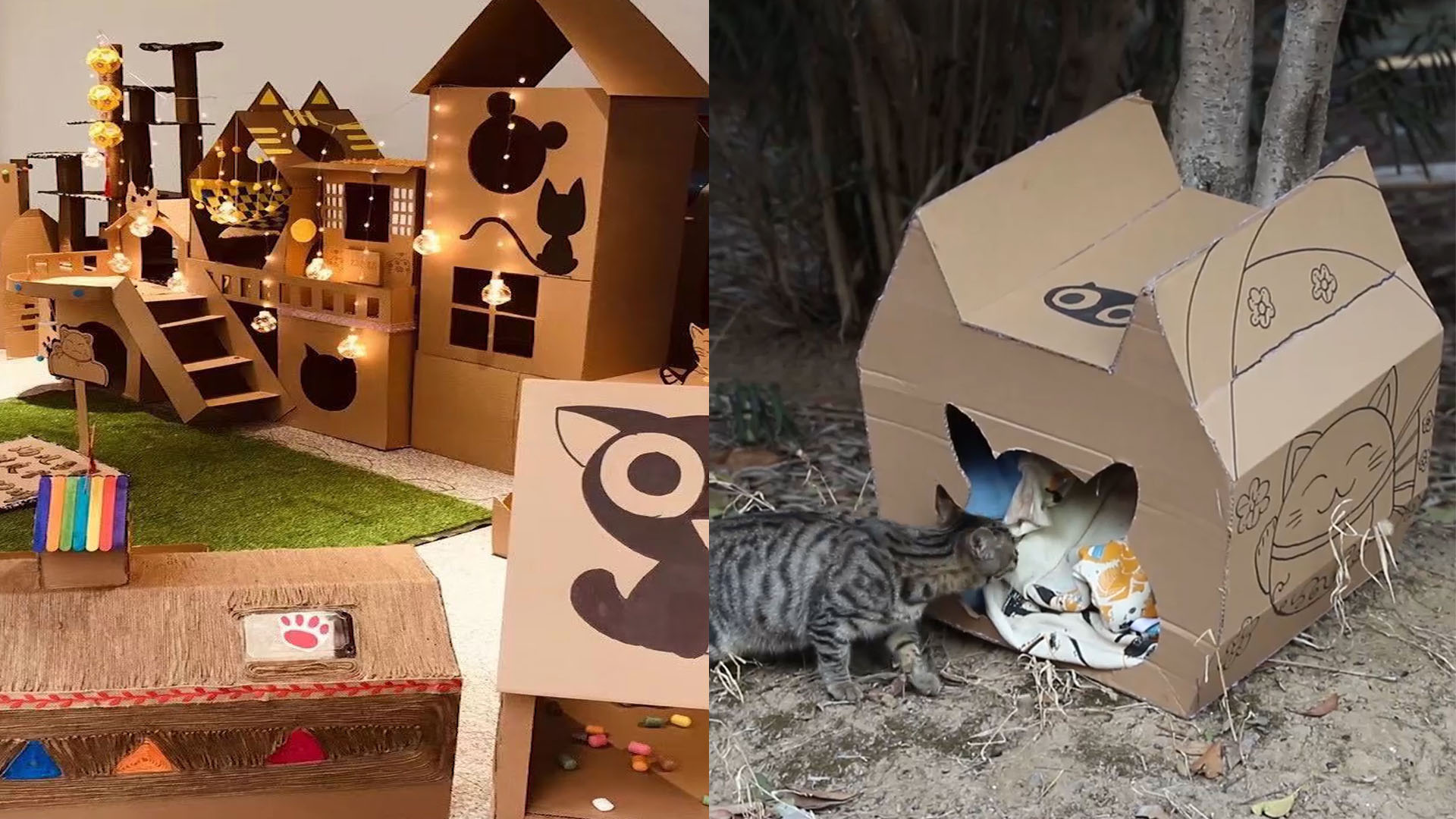 大二女生用纸盒给校园流浪猫做15个猫窝舍不得它们寒假里受寒