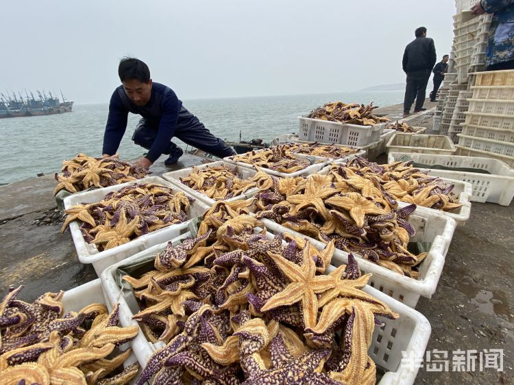 这两天关于海星入侵青岛胶州湾,蛤蜊海蛎子遭殃,养殖户叫苦不迭.