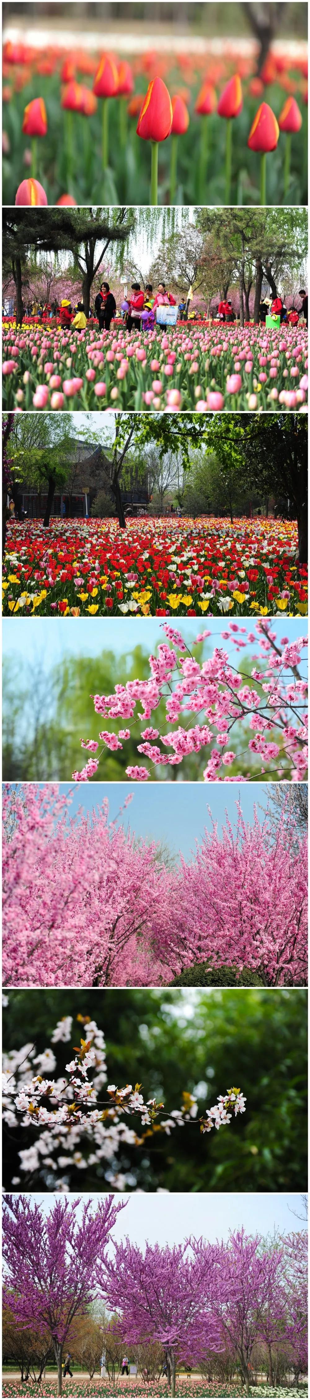 一起去赏繁花似锦郑州绿博园问花节3月27日盛大启幕