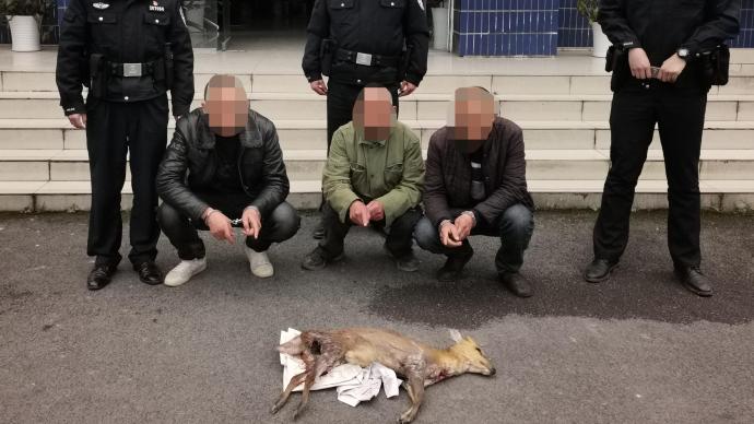 重庆三男子爱吃野味到国家森林公园捕得麂子,涉非法狩猎被拘