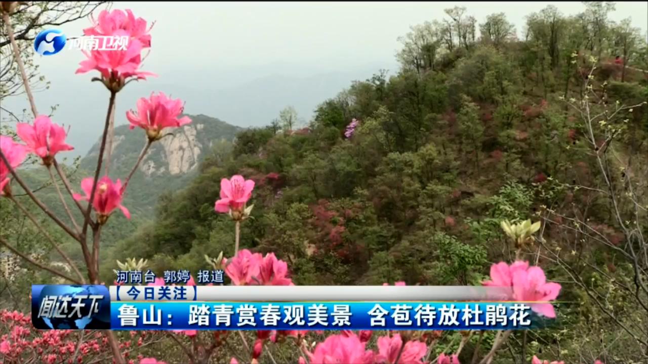 鲁山踏青赏春观美景含苞待放杜鹃花