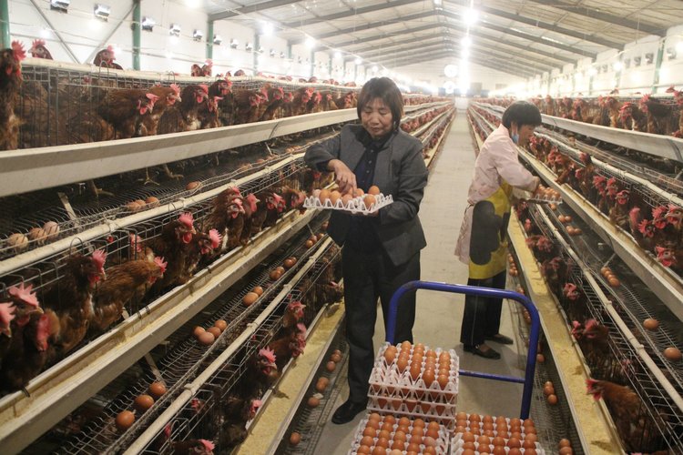 香秀农牧有限公司总经理,新乡市双馨蛋鸡养殖专业合作社负责人申长香