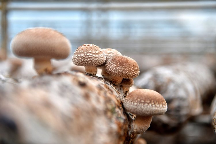 河南汝阳香菇西施直播带货忙闯出致富新路径