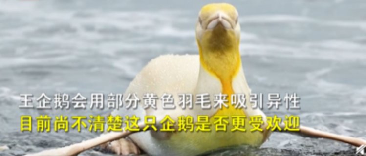 外媒称,这是有史以来发现的首只金色王企鹅.据《每日邮报》报道,比
