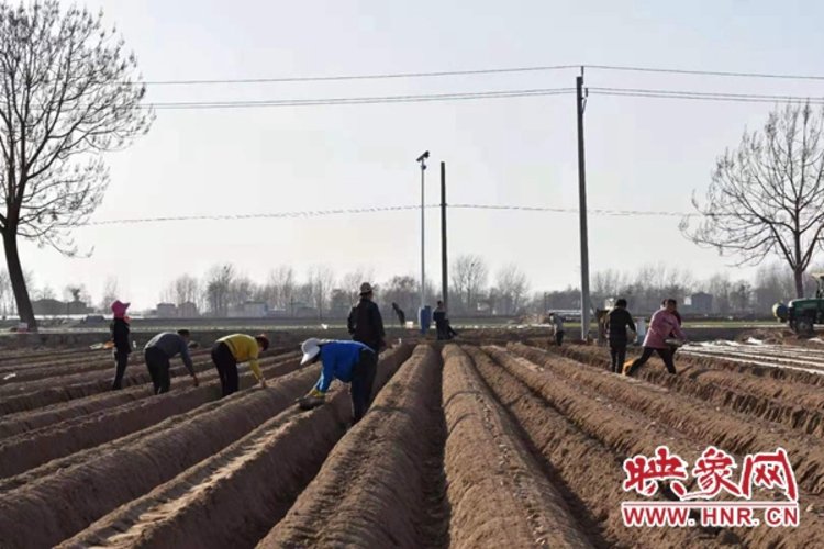 通许县孙营乡春耕正当时土豆种植忙