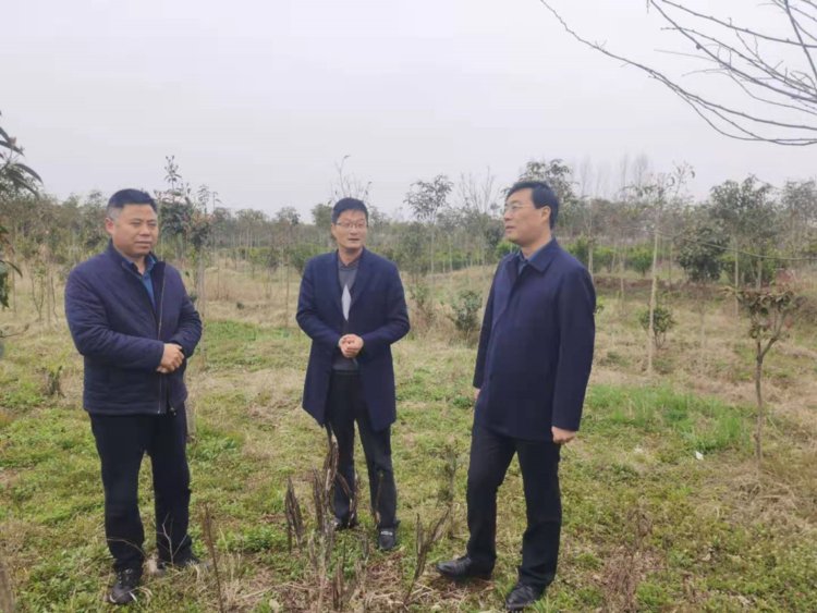 大象网