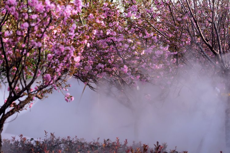 最美樱花大道上新增的喷雾设备,让樱花大道更似仙境