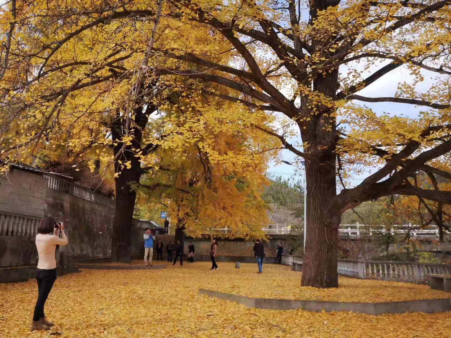 伫立千年美出天际新县卡房乡的古银杏园灿烂金秋