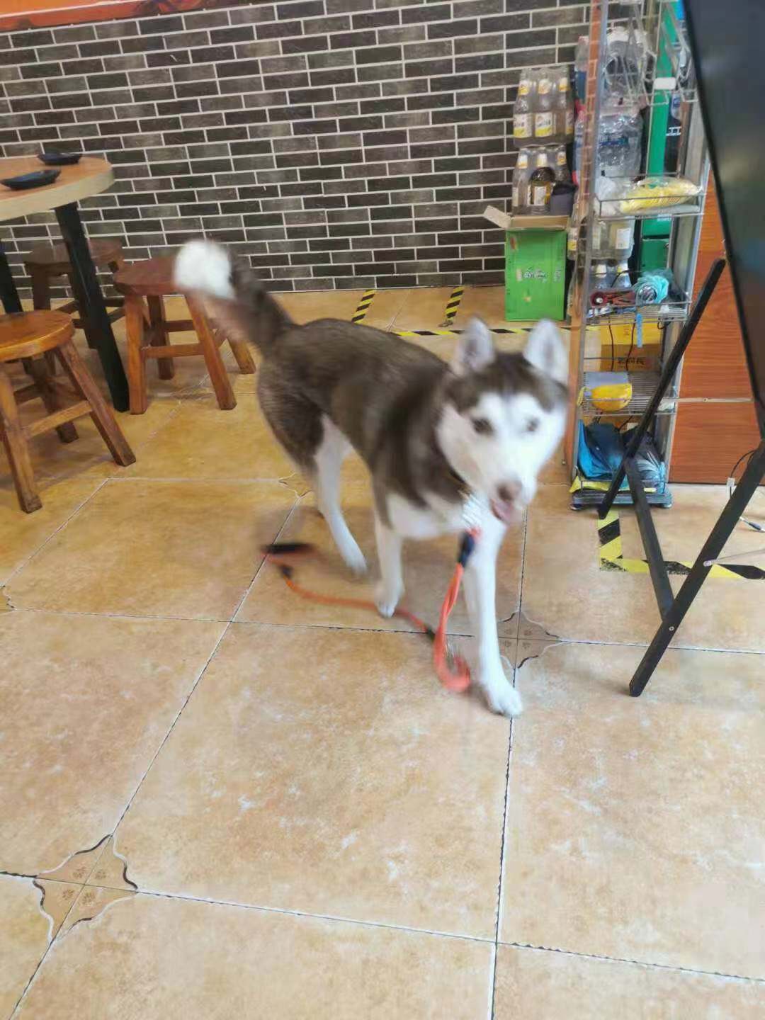 郑州迷路二哈“吃穷”烧烤店 店主：最爱吃碳锅鱼