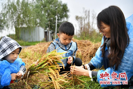 孟津县会盟镇万亩生态水稻绘出金色田园美景