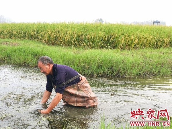 罗山熊林村：走出一条“稻虾共作”的脱贫致富路