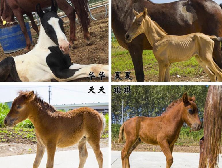 中国首例体细胞克隆马在漯河诞生此前仅美国阿根廷掌握该技术