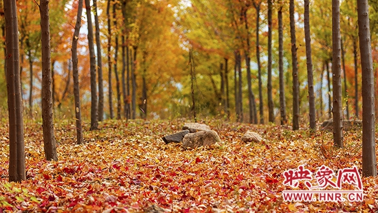仙境般的玉皇山森林公园 藏着嵩县“醉”美的秋色