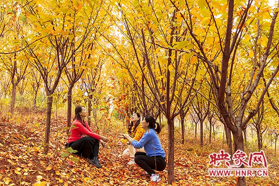 仙境般的玉皇山森林公园 藏着嵩县“醉”美的秋色