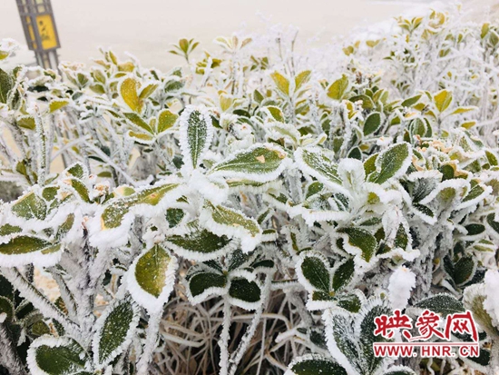 河南2020年第一场雪如期而至 南阳市开启“晒雪”模式
