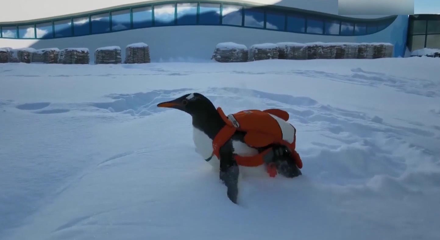 暴雪过后企鹅雪地出溜
