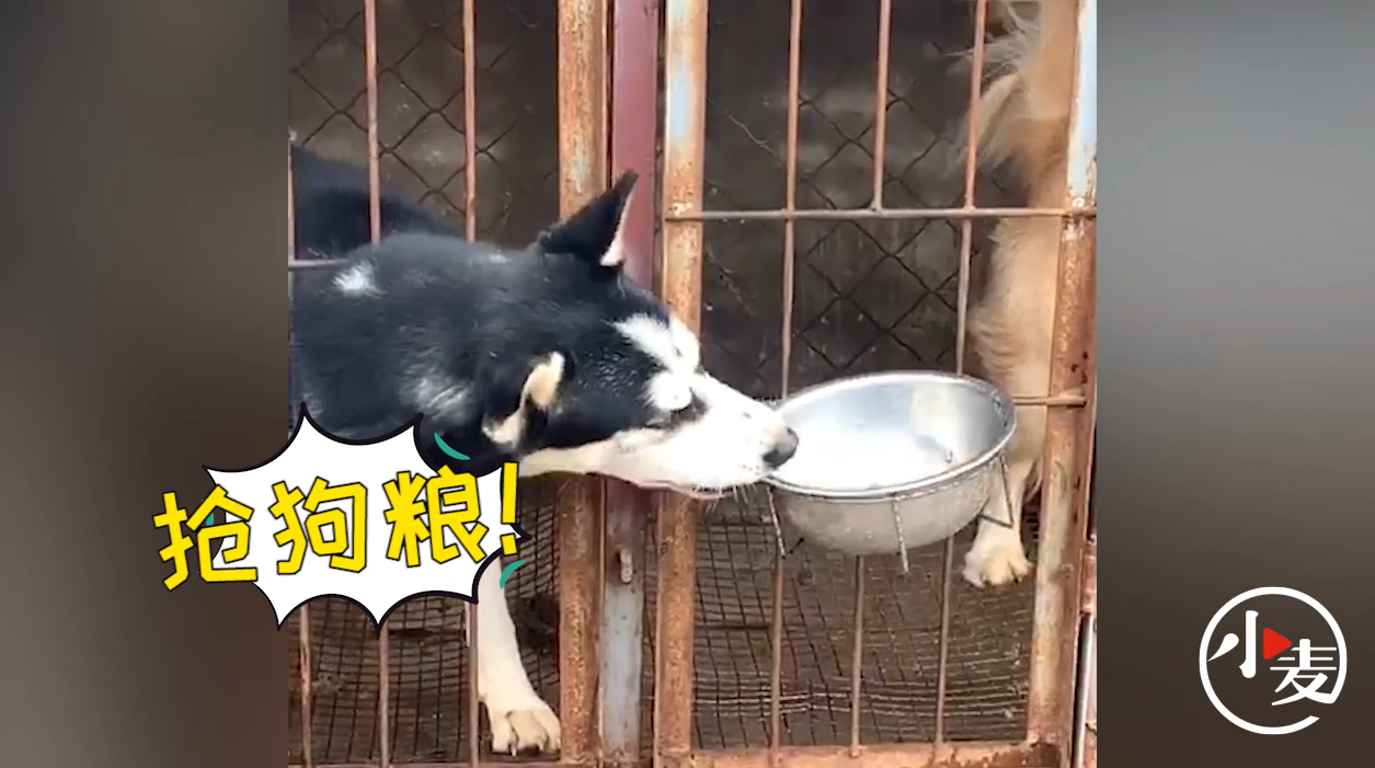 二哈隔笼抢食金毛狗粮动作熟练网友狗子不讲武德