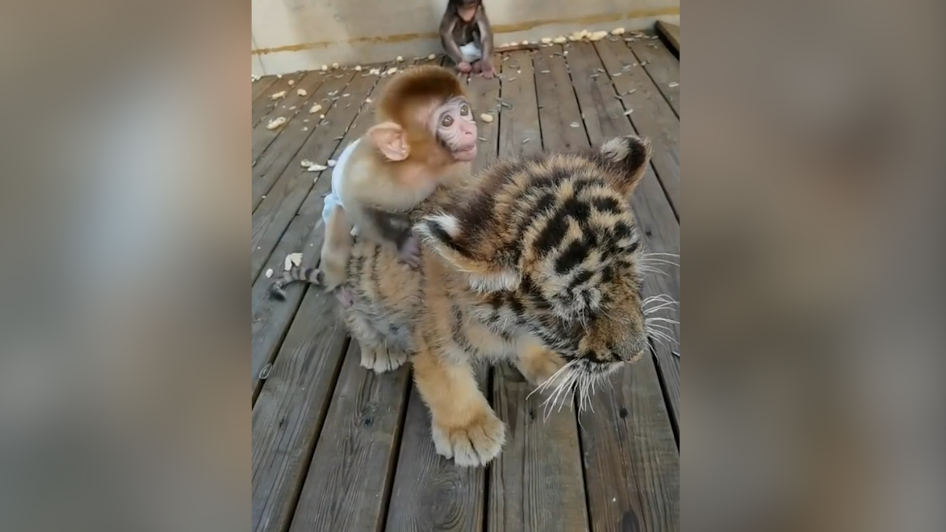 猴生巅峰小猴子骑小老虎背上玩耍憨态可掬