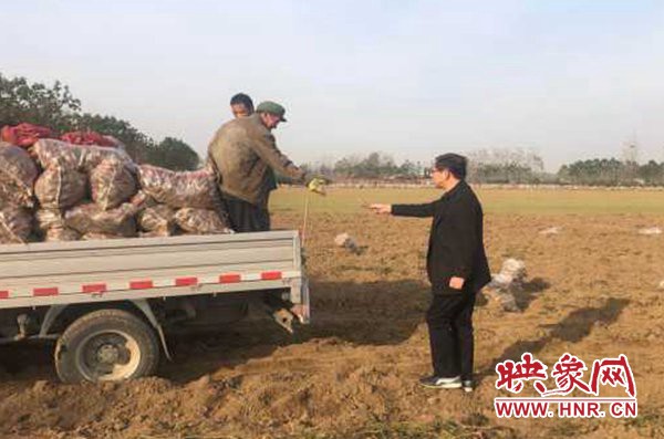 西平县专探乡打造红薯种植基地 带动群众增收