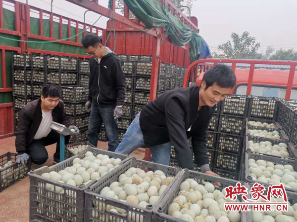 日产鸭蛋200吨 杞县成中原鸭蛋产销第一县