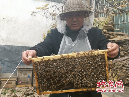鲁山县磙子营乡六旬老人养蜂“酿”出幸福蜜