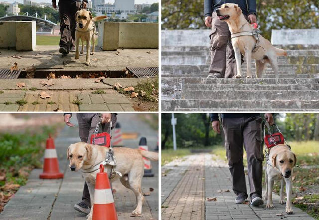 导盲犬它们需要更多理解和尊重