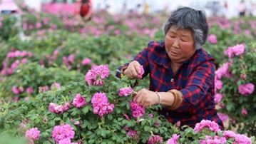 杞县：浪漫玫瑰醉游人 花瓣片片富乡亲