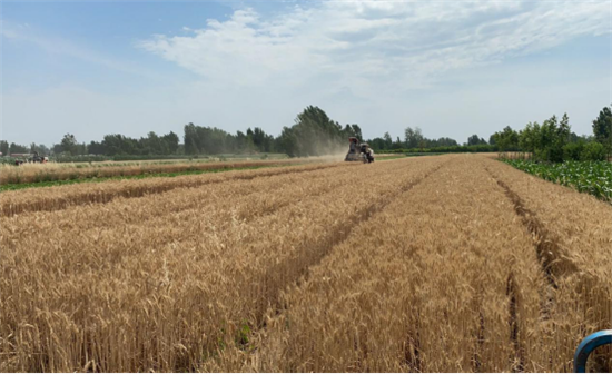 夜来南风起 小麦覆陇黄——南曹街道扎实推进“三夏”生产暨秸秆禁烧综合利用工作