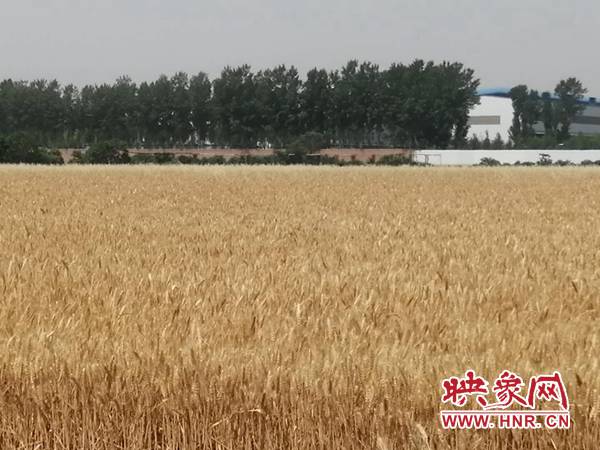 喜报！安阳市今年夏粮再获丰收  预计总产219.65万吨