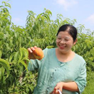 淮滨: 蟠桃种植带民增收奔小康