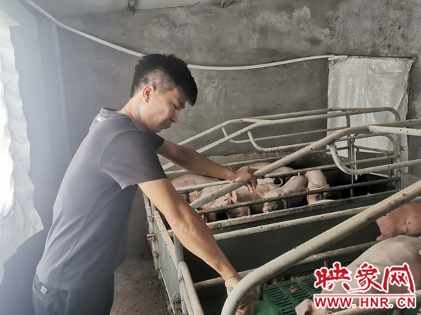 新蔡县河坞乡:养猪王的脱贫路