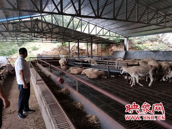 宝丰县沈根团：建“养羊场” 带领村民共同致富