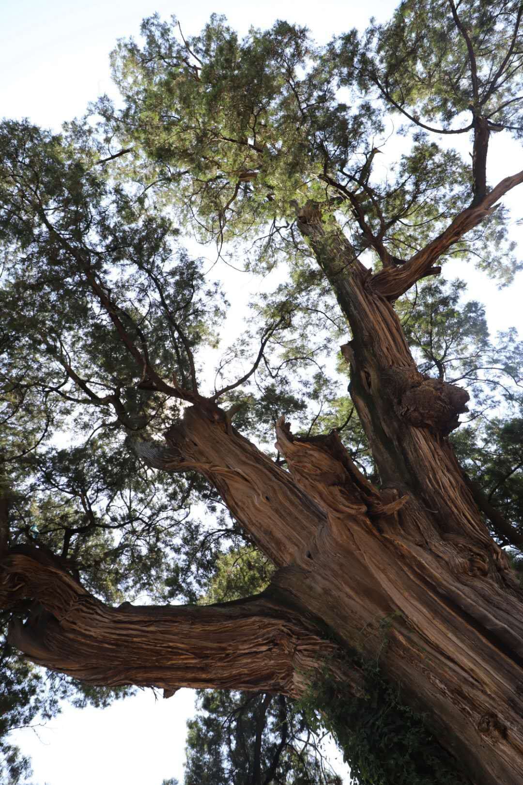 图集河南三门峡渑池见证青山绿水的3700年周柏