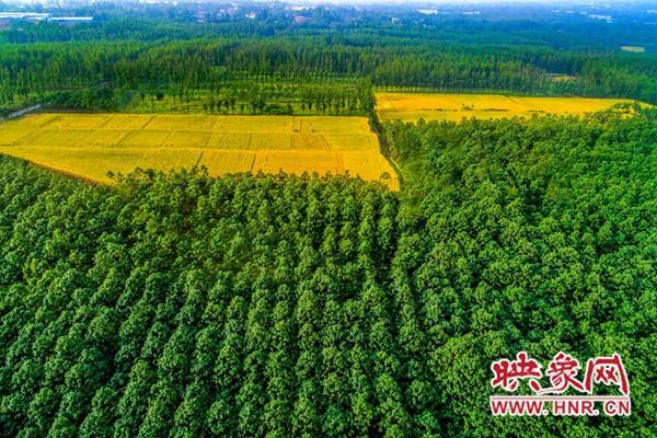 禹州国储林成了“致富林” 近700户贫困群众摘“穷帽”