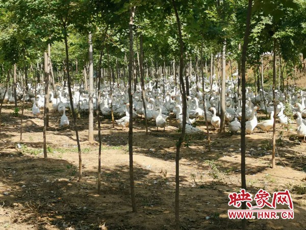 禹州国储林成了“致富林” 近700户贫困群众摘“穷帽”