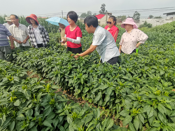 郏县：科技特派员助推产业扶贫