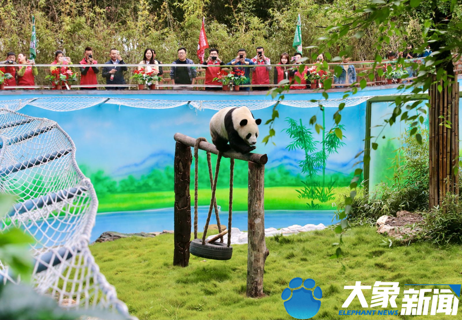 大熊猫和游客正式见面啦十一黄金周你的rua猫旅程准备好了吗