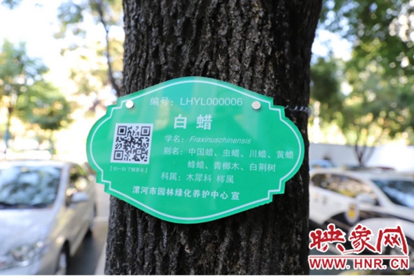 漯河：树木有了“身份证” 轻轻一扫便知其“底细”