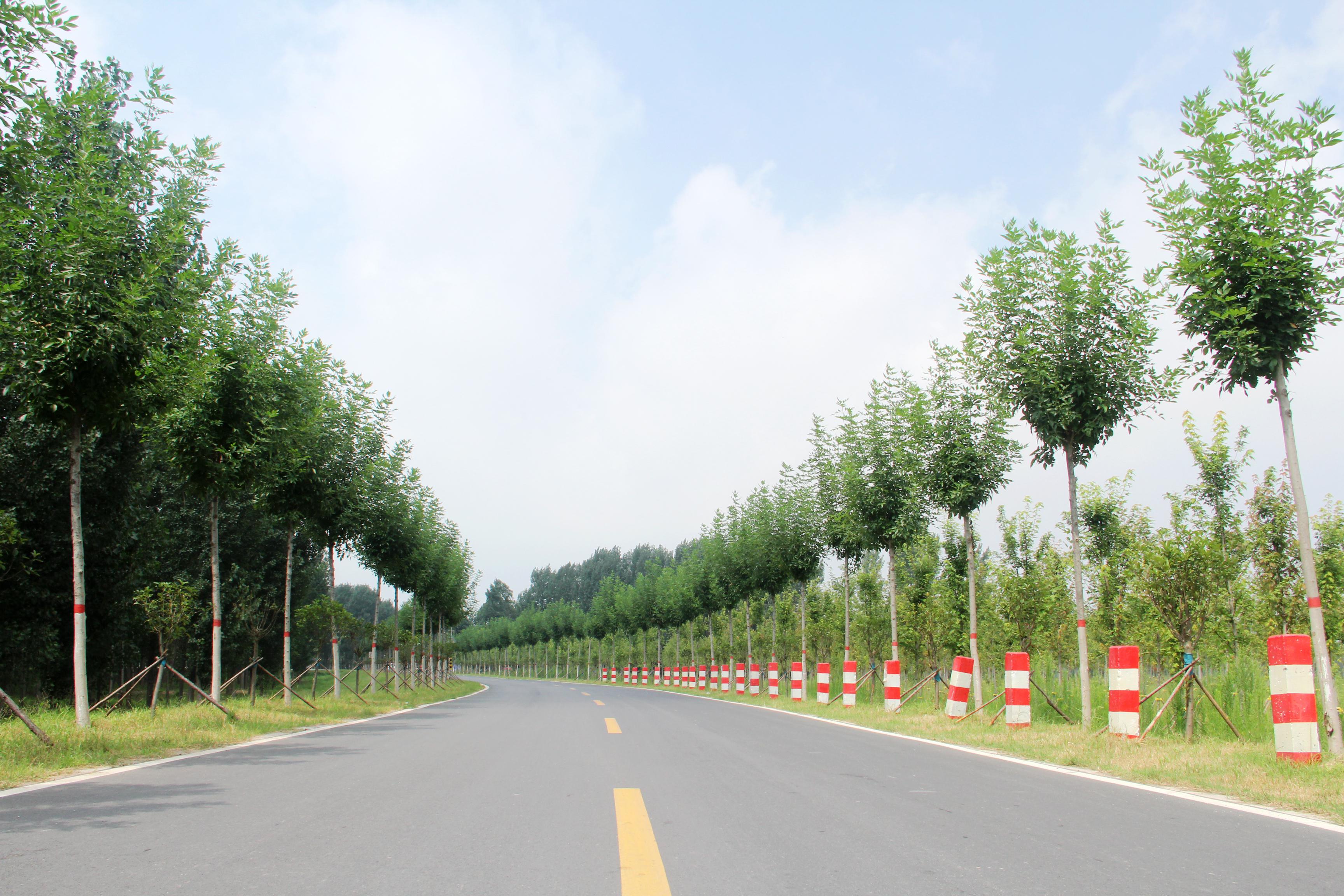 沿河大堤成为绿色生态景观大道  贾金鹏摄沿黄生态廊道示范工程(开封