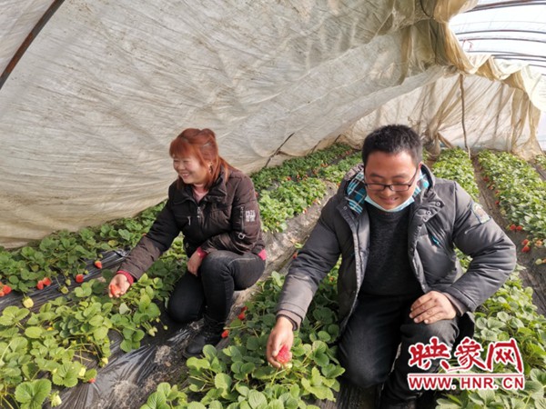 许昌李晓龙：大棚种草莓 托起“致富梦”