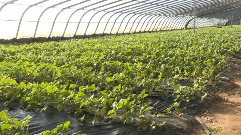 安阳滑县草莓园里春意浓休闲采摘乐融融