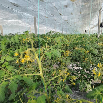 通许县玉皇庙镇小番茄结出“金果实”