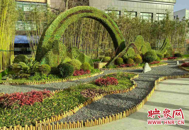年关将近！郑州中原区摆放45万盆景观花卉 营造新春氛围