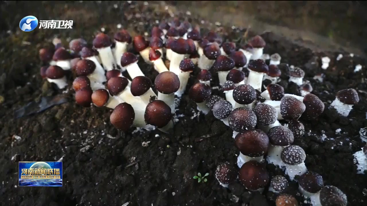 李秀红：闲不住的菌菇“保姆”