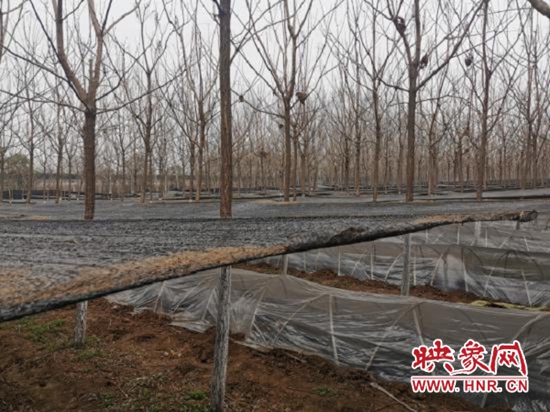 宝丰县：羊肚菌产业为乡村振兴赋能