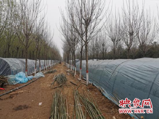 宝丰县：羊肚菌产业为乡村振兴赋能