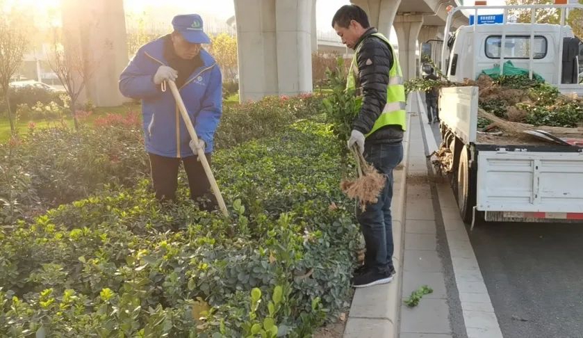 打造道路绿化精品 郑州将创建16条景观道路